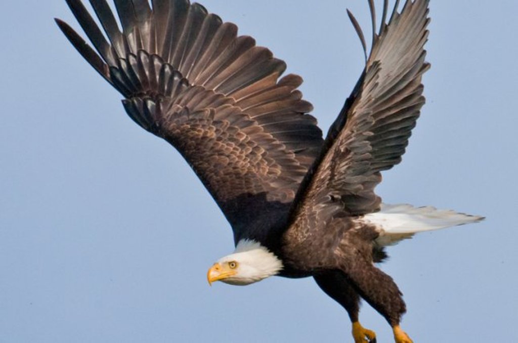 dai-bang-la-biet-danh-cua-doi-bong-nao